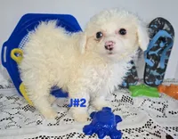 J#2, a male Maltipoo for sale in Russellville, KY – 2 of 6