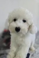 J#1, a female Poodle - Miniature  for sale in Russellville, KY – 2 of 6