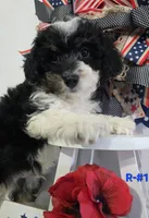 R-#1, a male Miniature Aussiedoodle for sale in Russellville, KY – 4 of 6