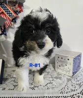 R-#1, a male Miniature Aussiedoodle for sale in Russellville, KY – 3 of 6