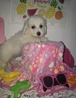 J#5, a female Maltipoo for sale in Russellville, KY – 3 of 5