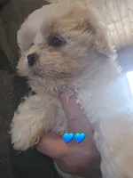 P#3, a male Peekapoo for sale in Russellville, KY – Photo 2 of 3