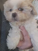 P#3, a male Peekapoo for sale in Russellville, KY – Photo 3 of 3