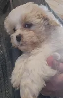 P#3, a male Peekapoo for sale in Russellville, KY – Photo 1 of 3