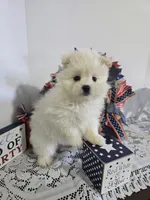 M#2, a male Maltipom for sale in Russellville, KY – 5 of 5