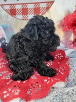 K-#2, a female Miniature Aussiedoodle for sale in Russellville, KY – Photo 6 of 6
