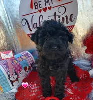 K-#2, a female Miniature Aussiedoodle for sale in Russellville, KY – Photo 5 of 6