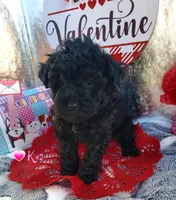 K-#2, a female Miniature Aussiedoodle for sale in Russellville, KY – Photo 4 of 6