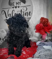 K-#2, a female Miniature Aussiedoodle for sale in Russellville, KY – Photo 3 of 6