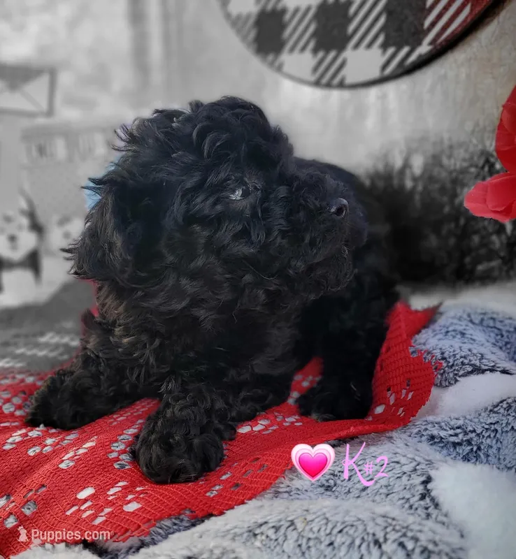 K-#2, a female Miniature Aussiedoodle for sale in Russellville, KY – Photo 1 of 6