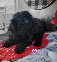 K-#2, a female Miniature Aussiedoodle for sale in Russellville, KY – Photo 1 of 6