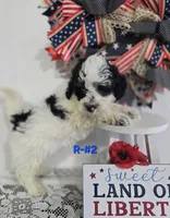 R-#2, a male Miniature Aussiedoodle for sale in Russellville, KY – 2 of 4