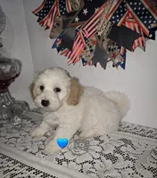 J#1, a male Bichpoo for sale in Russellville, KY – 6 of 6