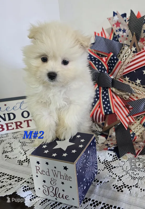 M#2 – Maltipom puppy for sale in Russellville, KY