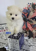 M#2, a male Maltipom for sale in Russellville, KY – 1 of 5