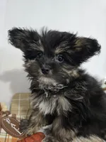 LR #1, a female Pomapoo for sale in Russellville, KY – 2 of 4