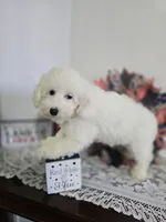 J#1, a female Poodle - Miniature  for sale in Russellville, KY – 5 of 6