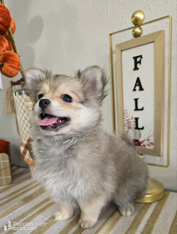L#1 – Maltipom puppy for sale in Russellville, KY