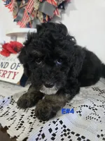 E-#4, a male Bichpoo for sale in Russellville, KY – 4 of 5