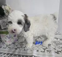 B#3, a male Poodle - Miniature  for sale in Russellville, KY – Photo 6 of 6