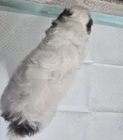 B#3, a male Poodle - Miniature  for sale in Russellville, KY – Photo 4 of 6