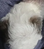 B#3, a male Poodle - Miniature  for sale in Russellville, KY – Photo 3 of 6