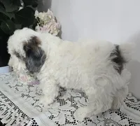 B#3, a male Poodle - Miniature  for sale in Russellville, KY – Photo 2 of 6