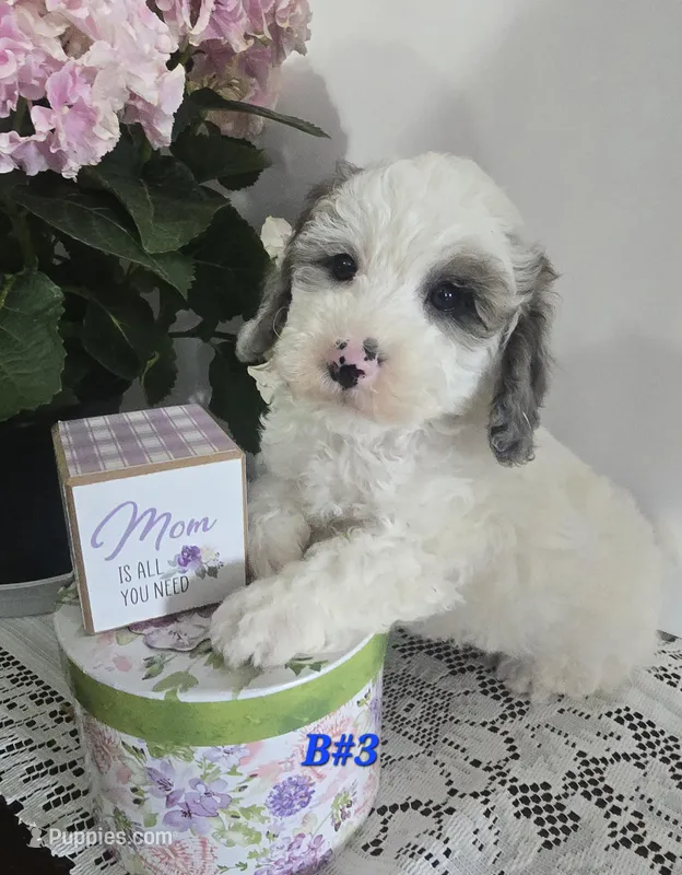 B#3 – Poodle - Miniature  puppy for sale in Russellville, KY