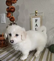 K#2, a male Bichon Frise and Maltipoo for sale in Russellville, KY – 2 of 5