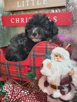 Tri #10, a female Poodle - Miniature  for sale in Russellville, KY – Photo 3 of 5