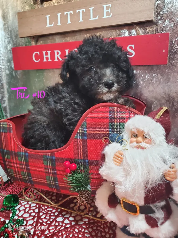 Tri #10, a female Poodle - Miniature  for sale in Russellville, KY – Photo 1 of 5