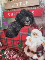 Tri #10, a female Poodle - Miniature  for sale in Russellville, KY – Photo 1 of 5
