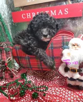 Tri #10, a female Poodle - Miniature  for sale in Russellville, KY – Photo 4 of 5