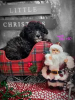Tri #10, a female Poodle - Miniature  for sale in Russellville, KY – Photo 2 of 5