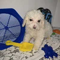 J#1, a male Maltipoo for sale in Russellville, KY – 3 of 5