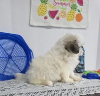 L#2, a male Pomapoo for sale in Russellville, KY – 5 of 5