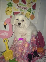 J#6, a female Maltipoo for sale in Russellville, KY – 4 of 5