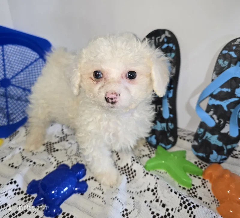 J#2 – Maltipoo puppy for sale in Russellville, KY