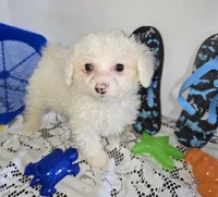 J#2, a male Maltipoo for sale in Russellville, KY – 1 of 6