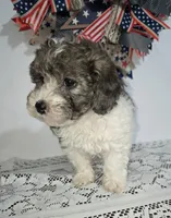 Jess-#1, a female Bichpoo for sale in Russellville, KY – 2 of 5