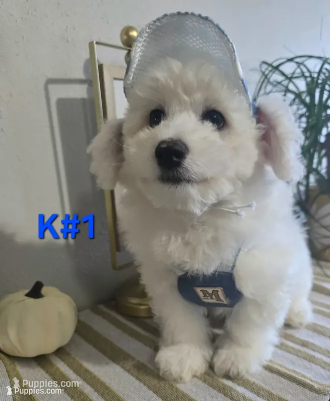 K#1 – Bichon Frise, Maltipoo puppy for sale in Russellville, KY