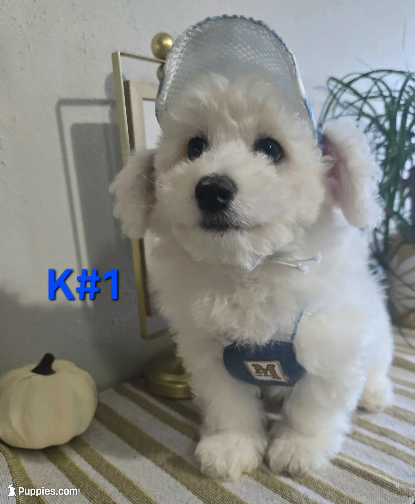 K#1, a male Bichon Frise and Maltipoo for sale in Russellville, KY – 1 of 5