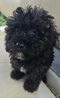X-#2, a male Bichpoo for sale in Russellville, KY – 1 of 4