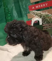 I#2, a male Peekapoo for sale in Russellville, KY – Photo 4 of 4