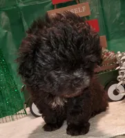 I#2, a male Peekapoo for sale in Russellville, KY – Photo 2 of 4