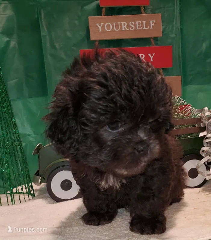 I#2, a male Peekapoo for sale in Russellville, KY – Photo 1 of 4