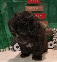 I#2, a male Peekapoo for sale in Russellville, KY – Photo 3 of 4