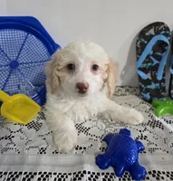 J#3, a male Maltipoo for sale in Russellville, KY – 3 of 5