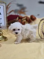 M-#3, a female Bichon Frise and Maltese for sale in Russellville, KY – Photo 5 of 5