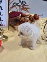 M-#3, a female Bichon Frise and Maltese for sale in Russellville, KY – Photo 4 of 5